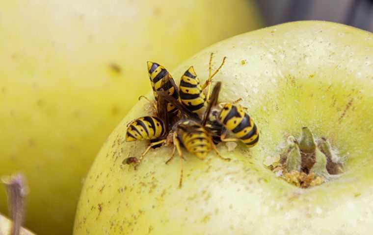 wasps eating an apple
