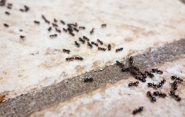 ants crawling in a line
