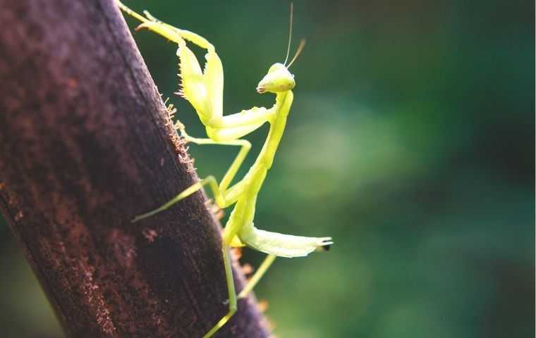 praying mantis on tree branch