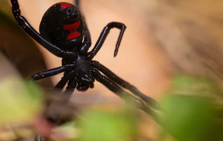 black widow spider hiding in plant