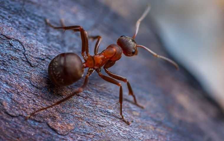 ant