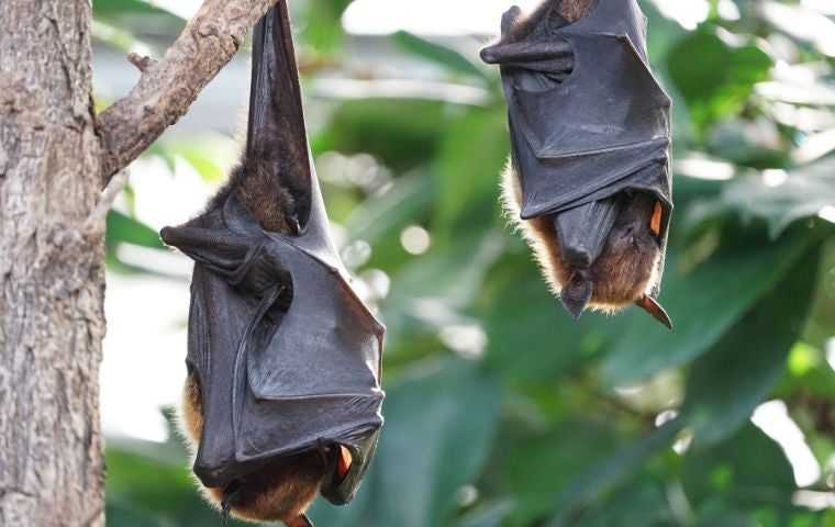 what do bats look like