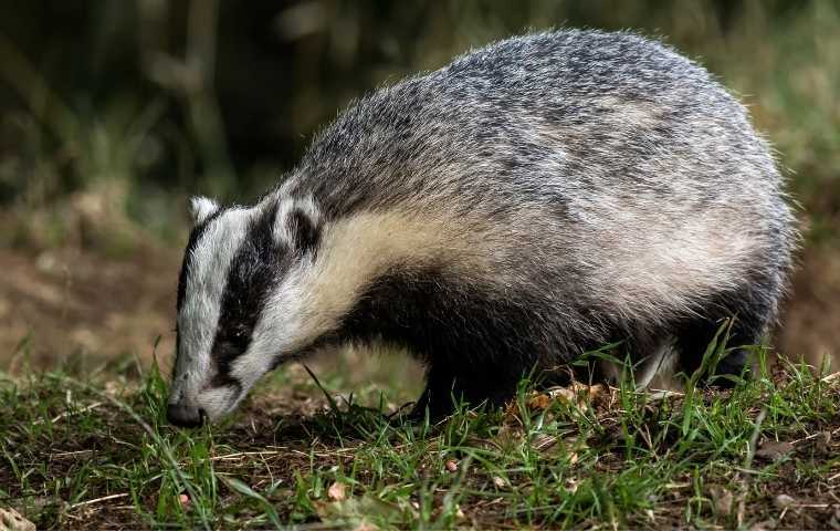 what do badgers eat