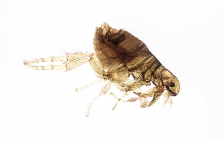 what do flea droppings look like