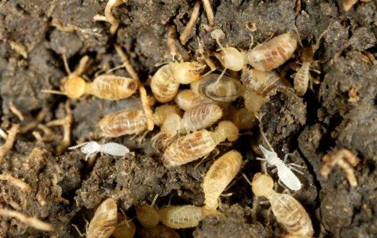 eastern subterranean termites in Manassas VA