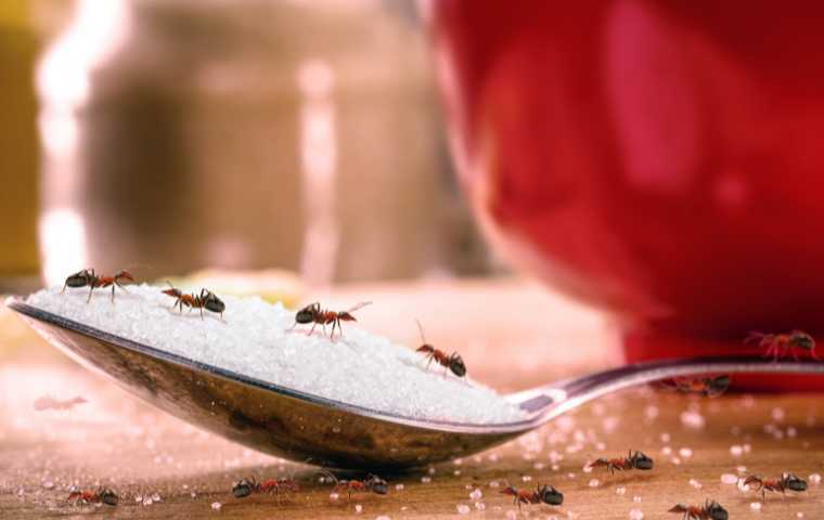 how to get rid of tiny ants in the kitchen