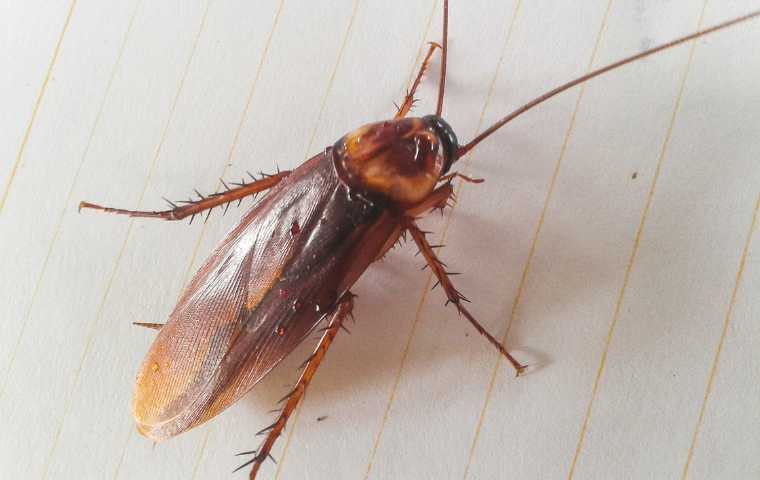 do cockroaches bite