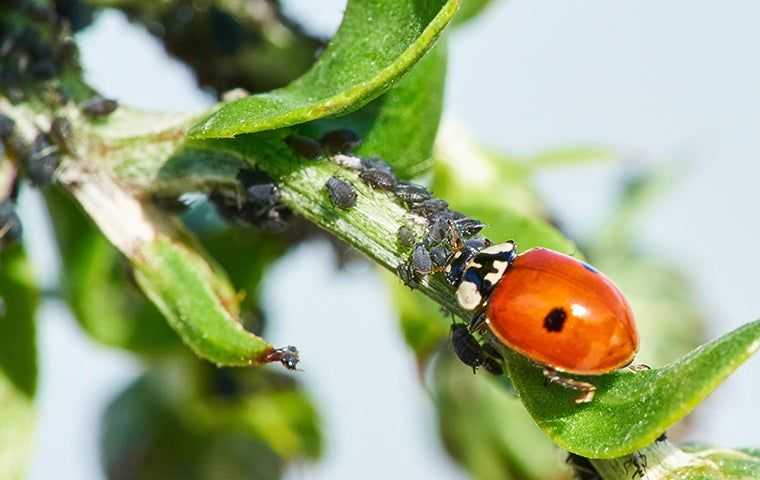 lady bug eating bugs