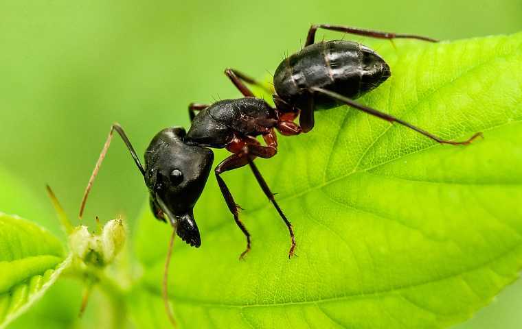 carpenter ants vs black ants
