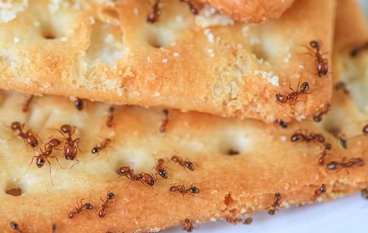 ants crawling on a cracker