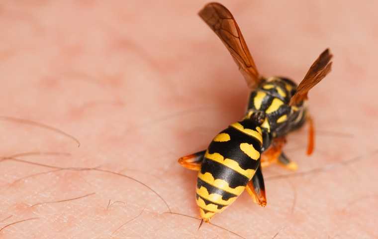 wasps sting