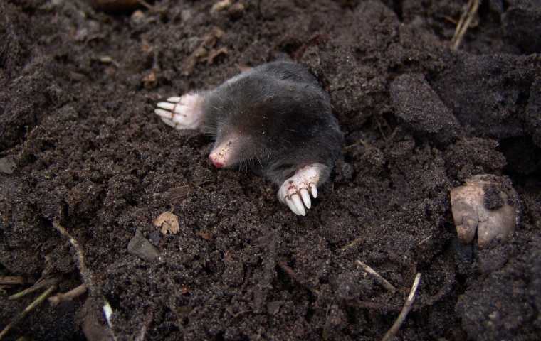 what do moles eat
