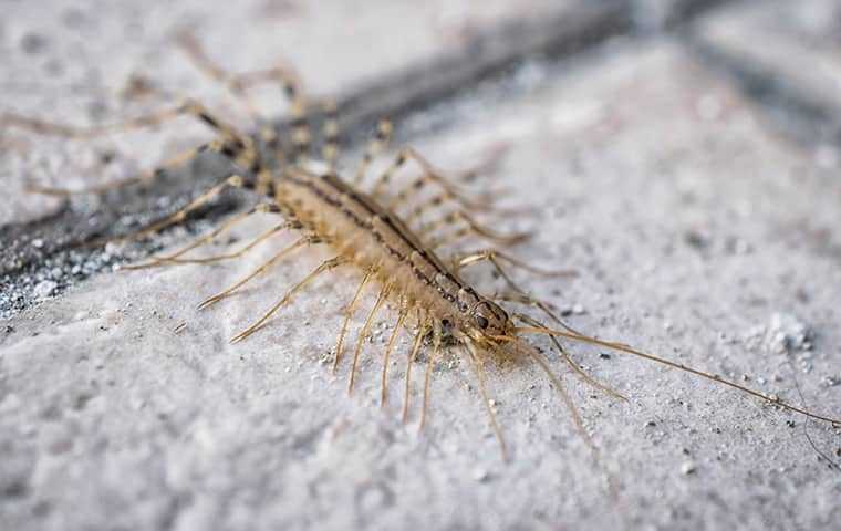 centipede on a tiled floor