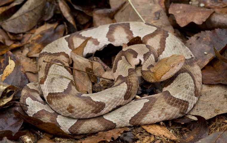 are copperheads poisonous