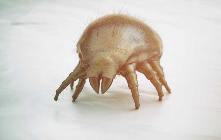 what do mites look like