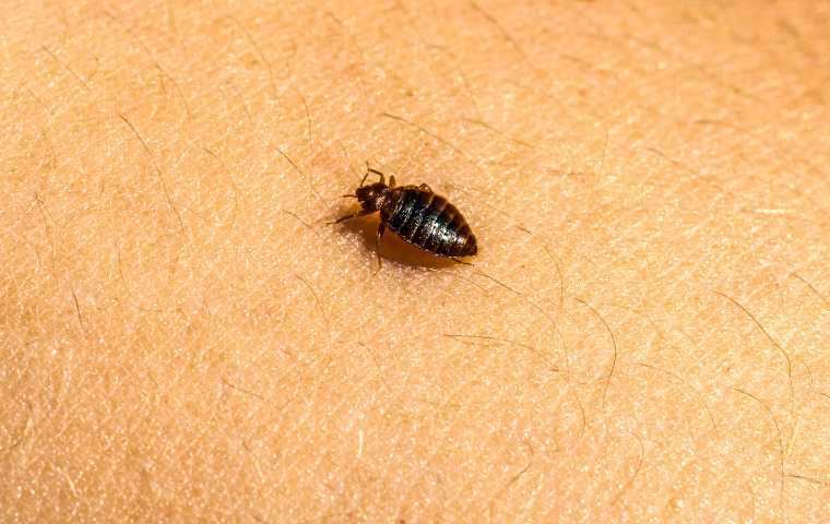 bed bug exterminator price