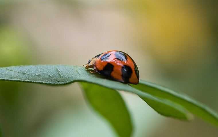 lady bug on a green plant 