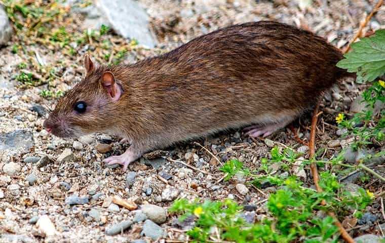 rat on gravel