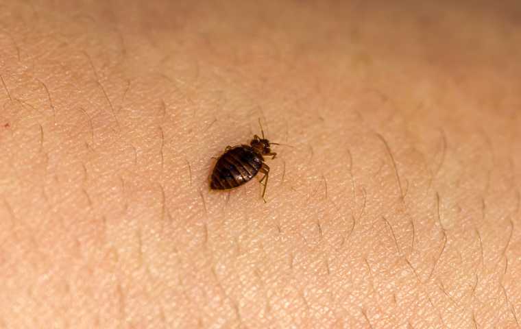 bed bug treatment cost