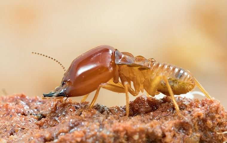 large termite crawling on nest