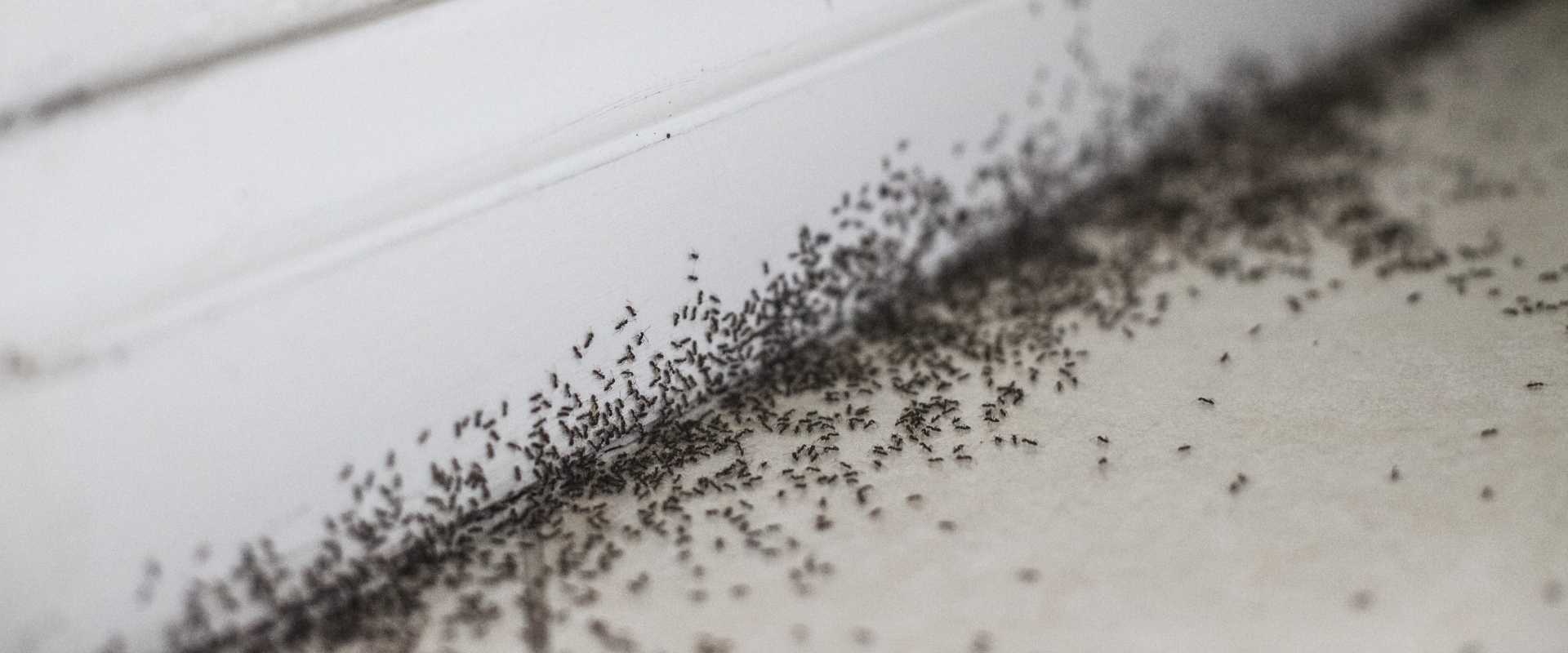 The 3 Most Common Types of Ants in Washington DC, Virginia, and Maryland