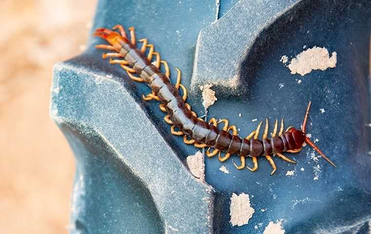 centipede on a tire tread