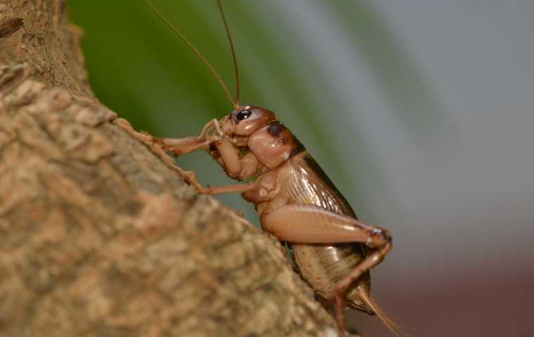 what do crickets eat