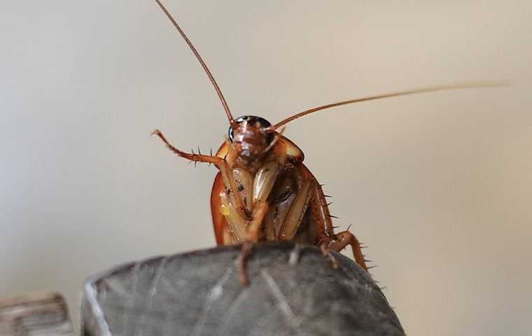 a cockroach inside a home