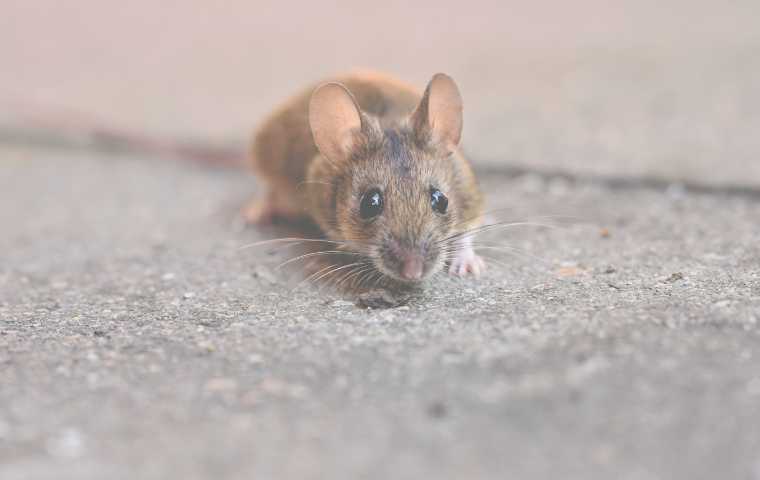mouse on concrete