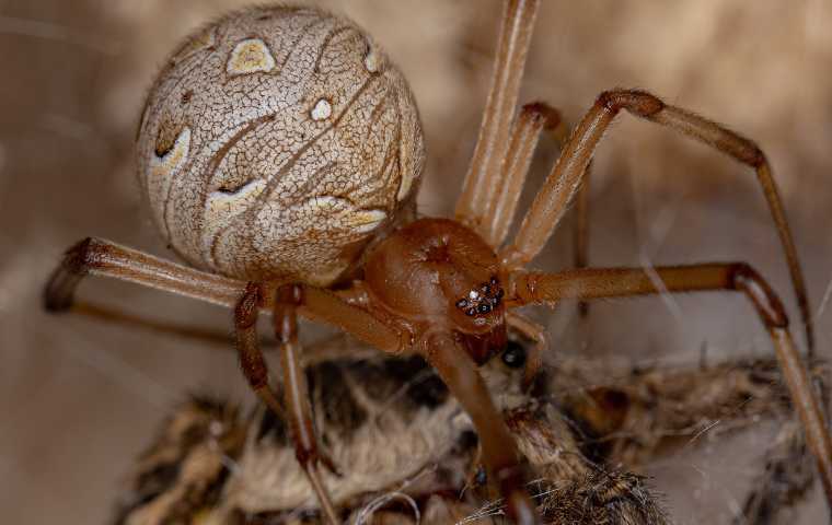 are brown widow spiders poisonous