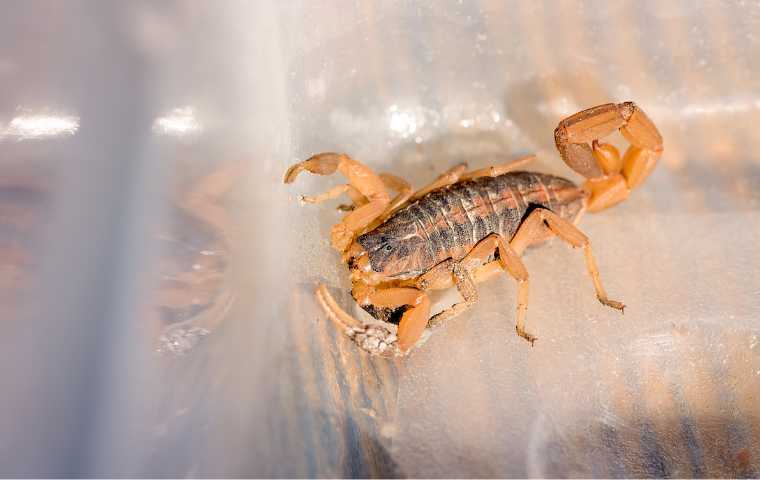 are scorpions poisonous