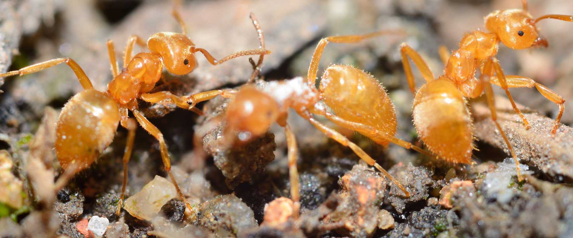 citronella ants