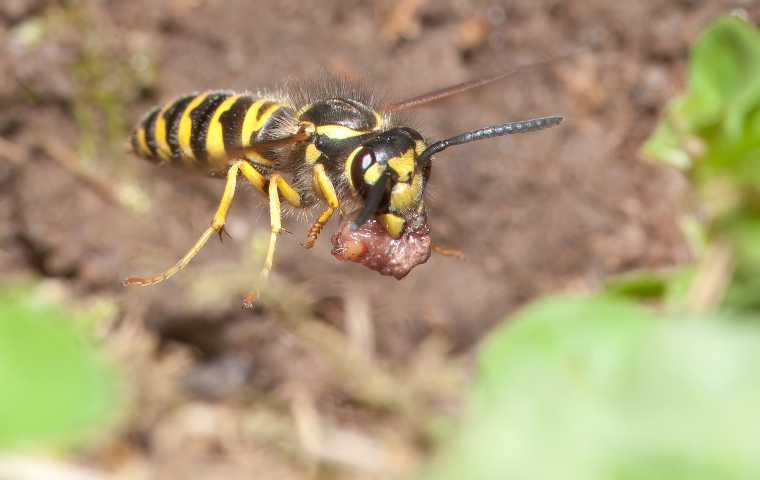 what do yellowjackets look like