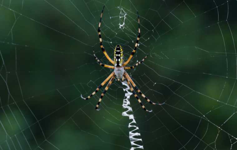 are banana spiders poisonous