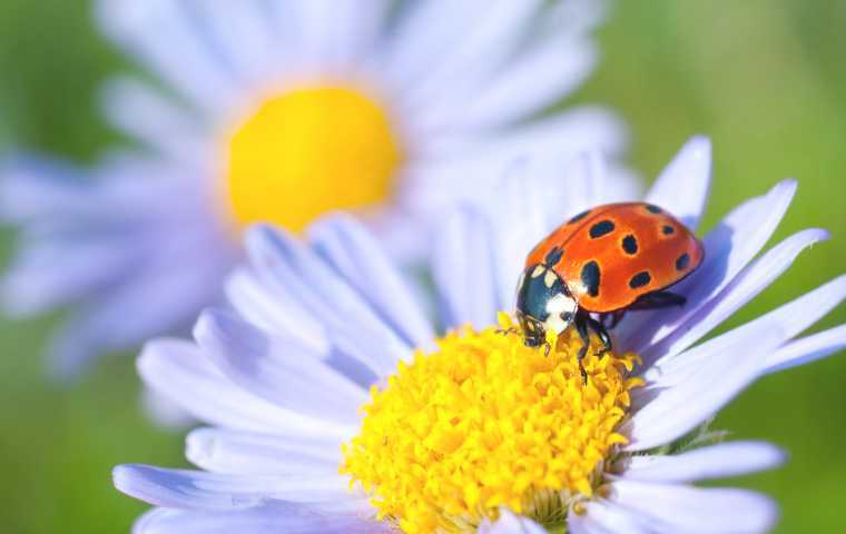 ladybugs vs asian beetles