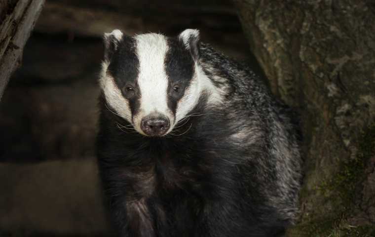 what do badgers look like