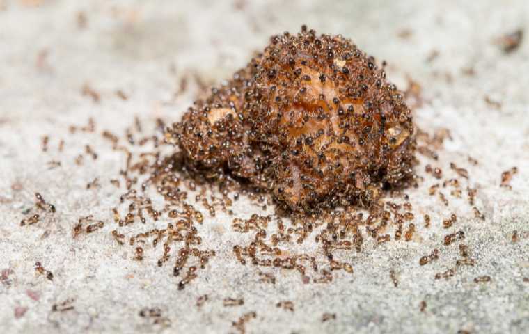 what do fire ants eat
