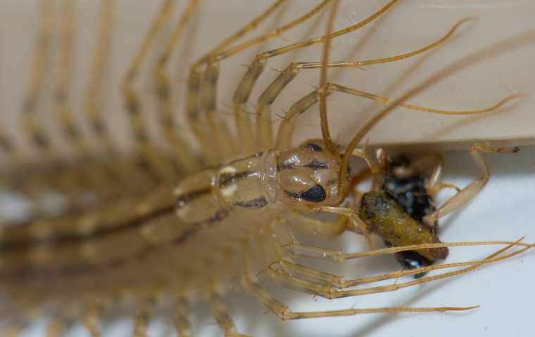 what do house centipedes eat?