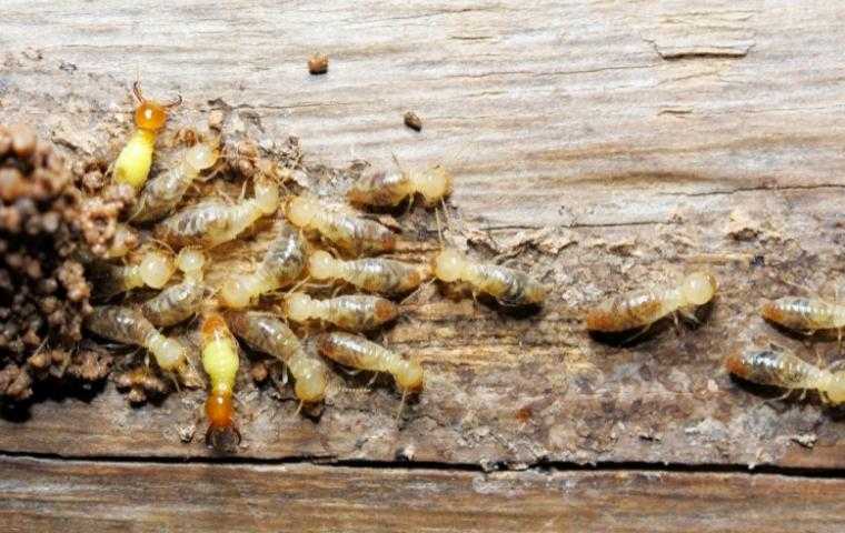 subterranean termites eating wood flooring in a home in Arlington VA