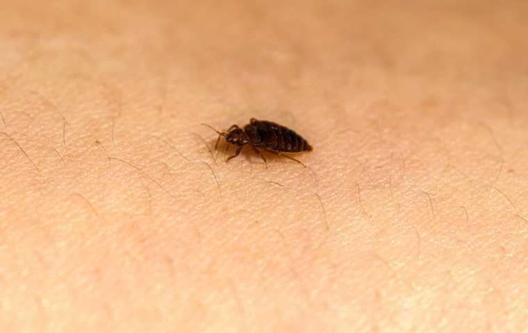 bed bugs treatment at home