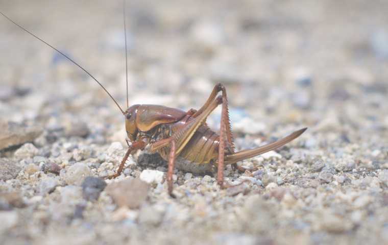 cricket sitting on ground