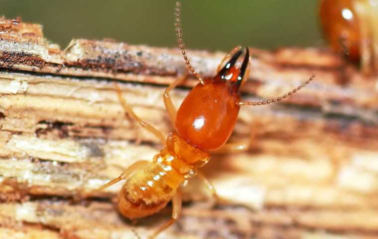 what do termites eat