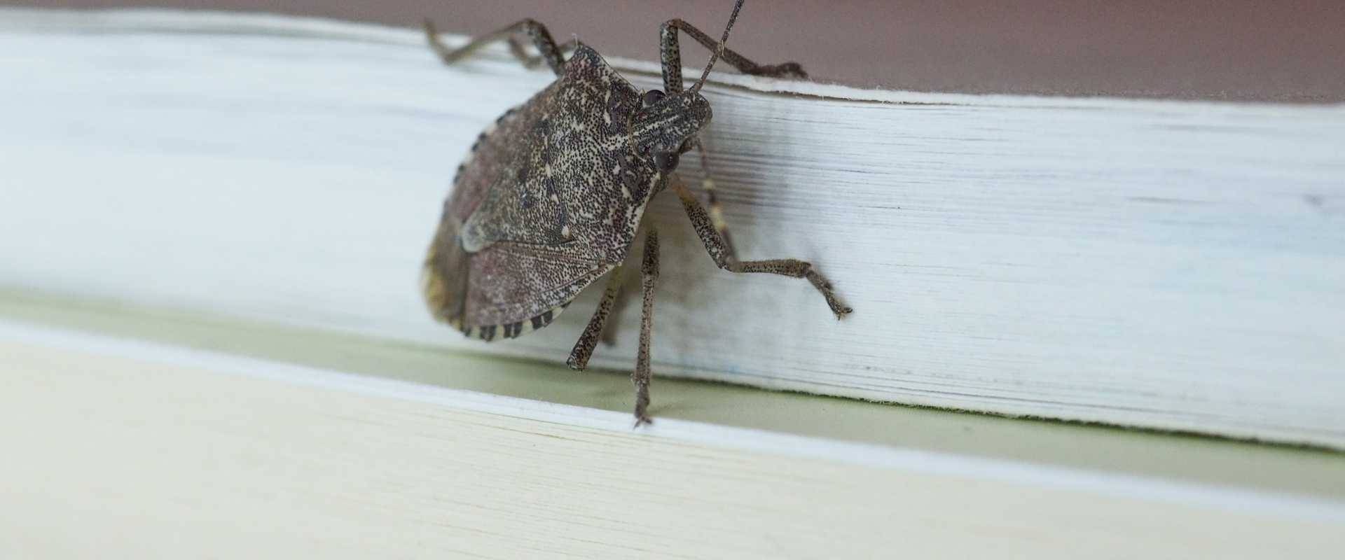 brown marmorated stink bugs