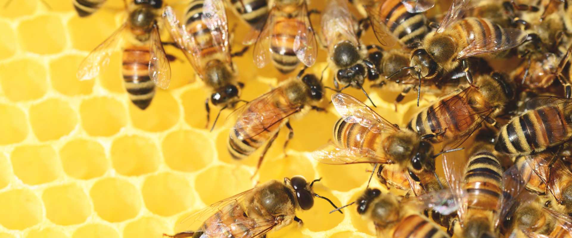 Why Do Honeycombs Look That Way?, Beekeeping Learning Center