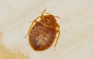 up close image of a bed bug in a home