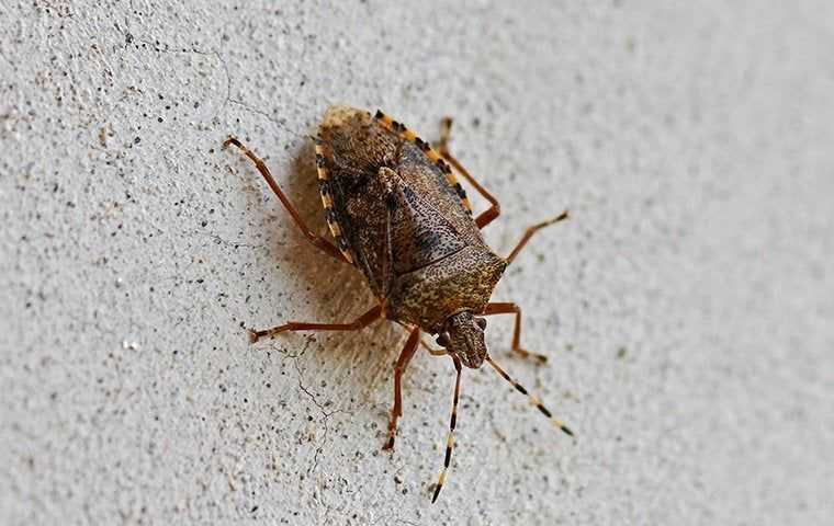 stink bug on a wall
