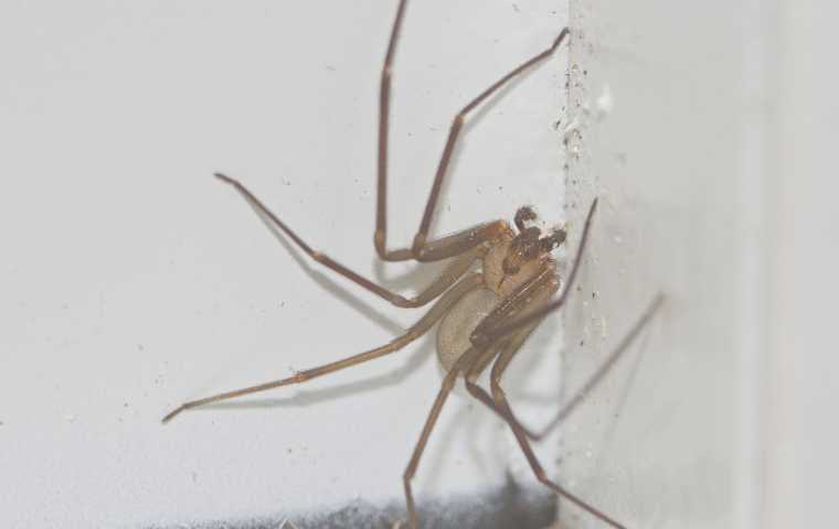 brown recluse on wall