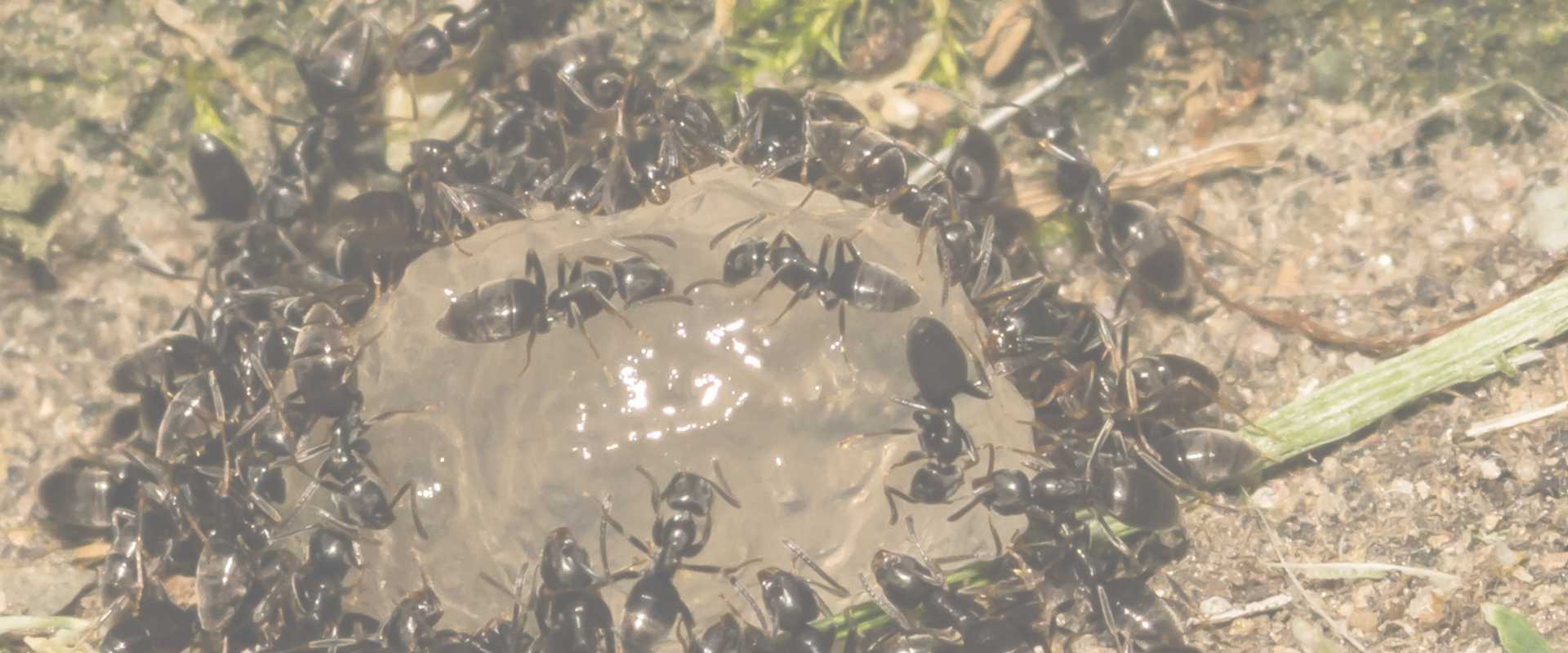 odorous house ants