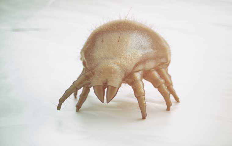 do dust mites bite