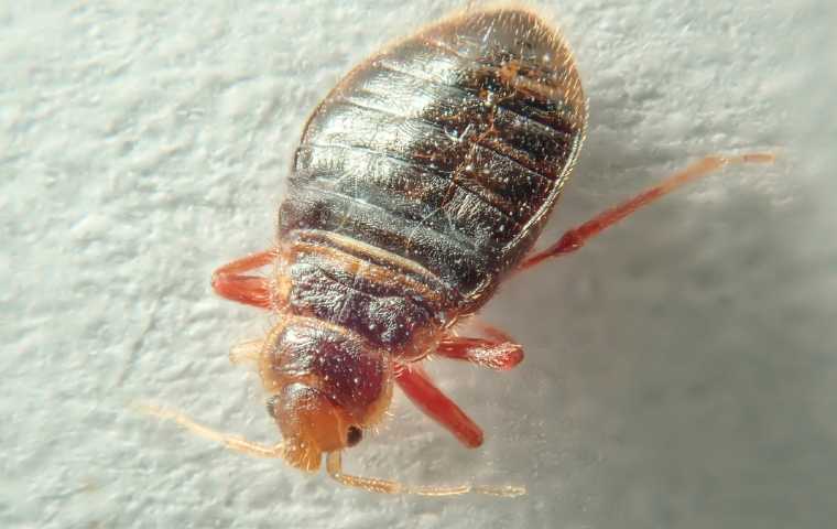 Bed Bug Exterminator Chicago